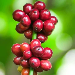 Kawa ziarnista Cafe d'Or Bilanciato, Arabica i Robusta, 1 kg, intensywność 4/5