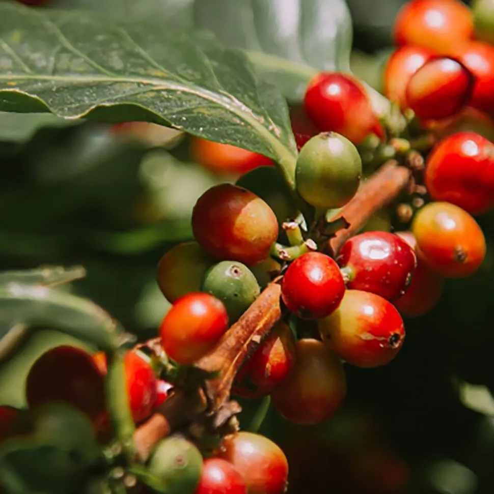 Kawa ziarnista Le Cafe Espresso, 250 g, intensywność 4/5